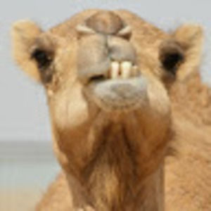 Meet your Posher, Ian